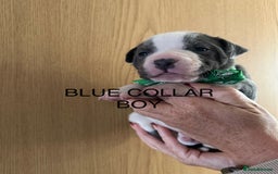 Staffordshire Bull Terrier dogs for sale: Staffordshire bull terrier pups - Advert 4