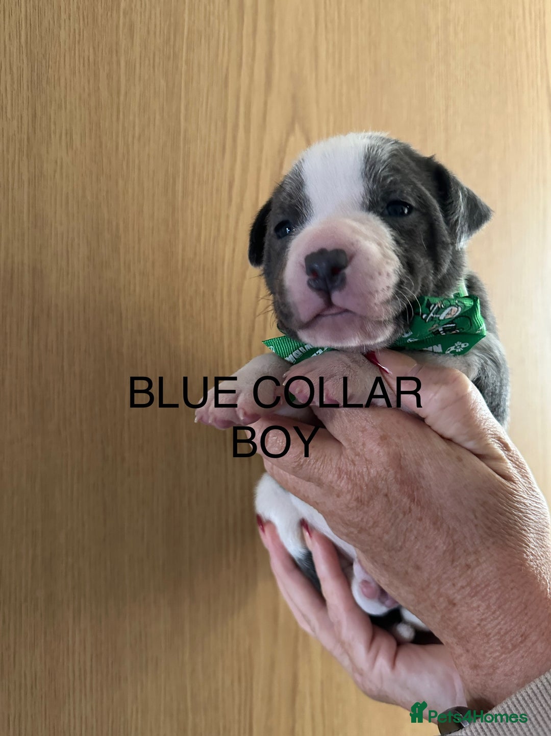 Staffordshire Bull Terrier dogs for sale: Staffordshire bull terrier pups - Advert 4