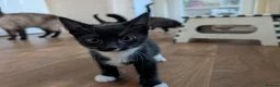 Mixed Breed cats for sale: Black and white kitten for sale  - Advert 2