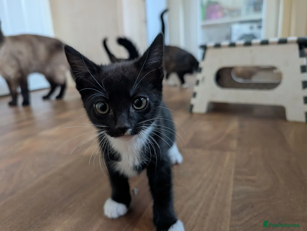 Mixed Breed cats for sale: Black and white kitten for sale  - Advert 2