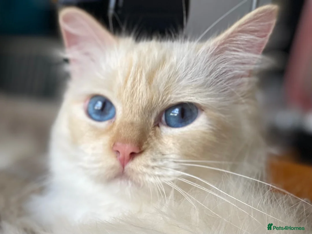 Ragdoll cats for sale: Stunning Flamepoint Ragdoll Queen - Advert 1