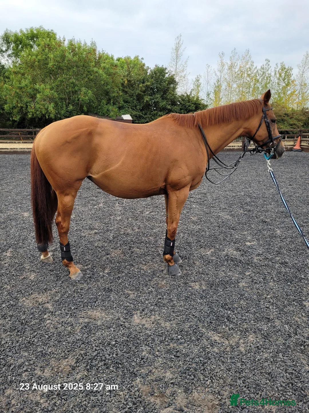 English Thoroughbred horses for sale: All rounder Chestnut mare Thoroughbred  - Advert 2