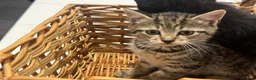 Mixed Breed cats for sale: Beautiful tabby female kitten for sale - Advert 3
