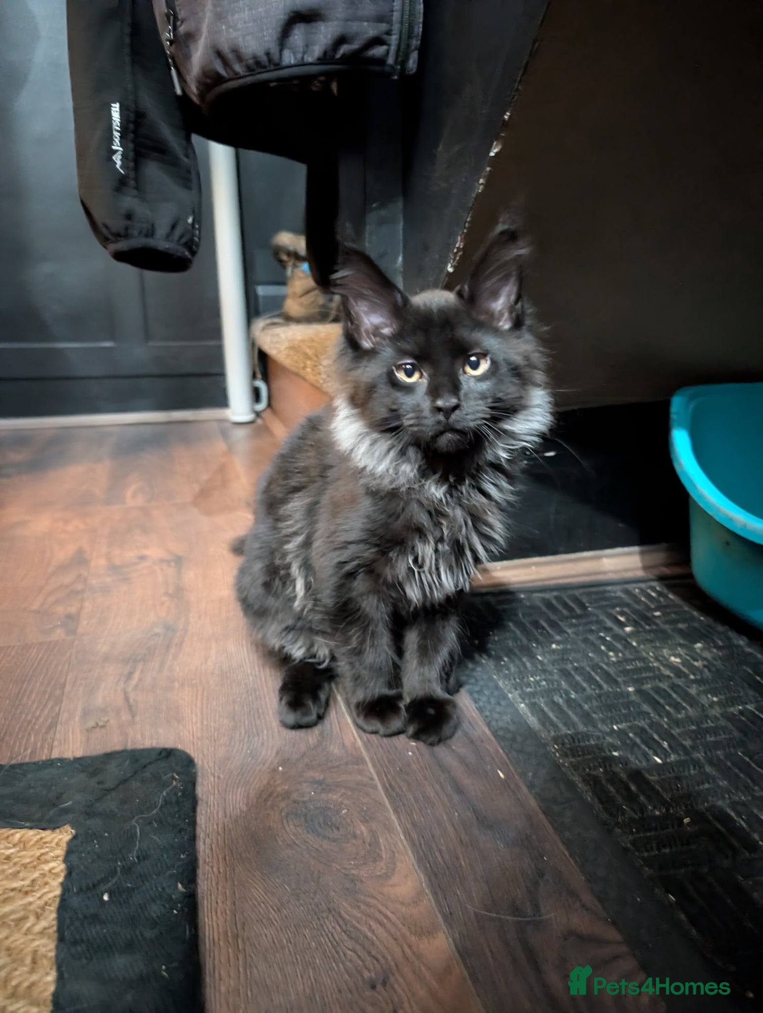 Maine Coon cats  SALE! 2 Mainecoon kittens READY TO GO - Advert 1
