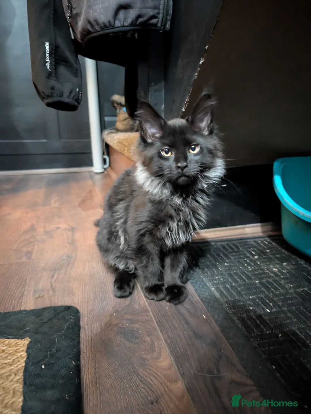 Maine Coon cats for sale:  SALE! 2 Mainecoon kittens READY TO GO - Advert 1