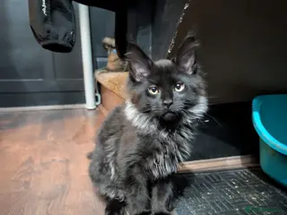 Maine Coon cats SALE! 2 Mainecoon kittens READY TO GO - Advert 1