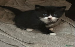 Domestic Shorthair cats for sale: Very pretty Black and White Kittens  - Image 4
