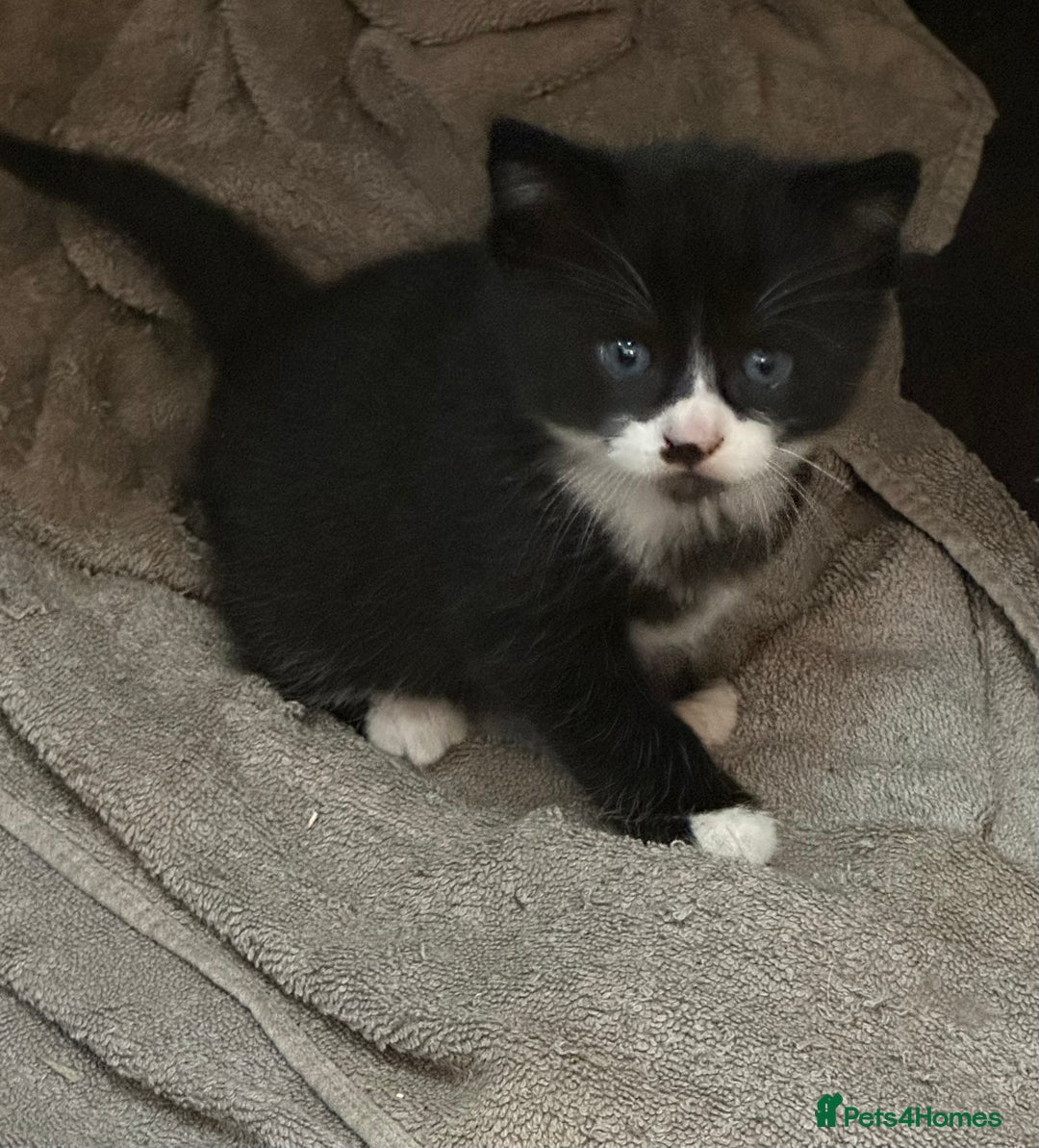 Domestic Shorthair cats for sale: Very pretty Black and White Kittens  - Image 4