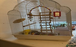 Parakeets birds for sale: Piña the yellow Kakariki - Image 2