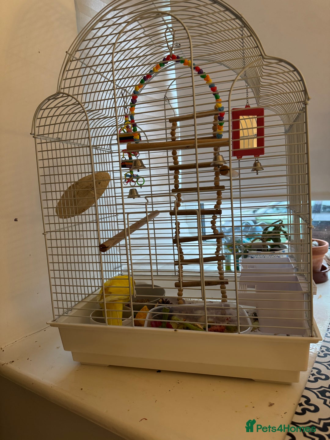 Parakeets birds for sale: Piña the yellow Kakariki - Image 2