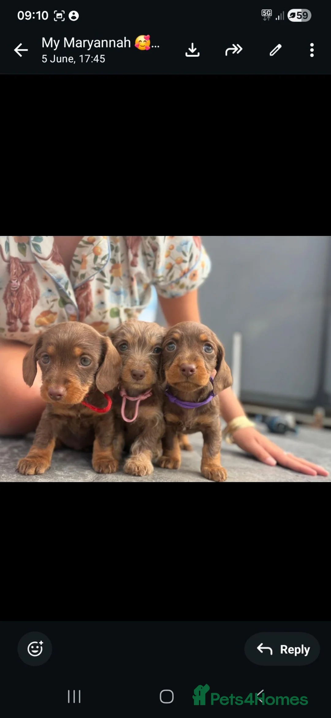 Miniature Dachshund dogs for sale: 1 boy 3 girls  - Advert 15