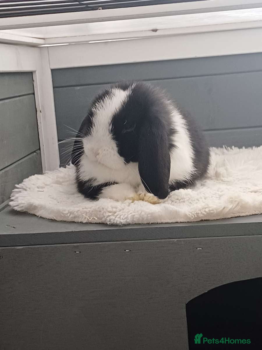 Mini Lop rabbits 3 months old black and white mini lop  - Advert 8