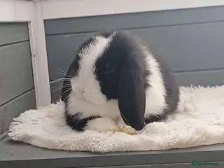 Mini Lop rabbits 3 months old black and white mini lop - Advert 2