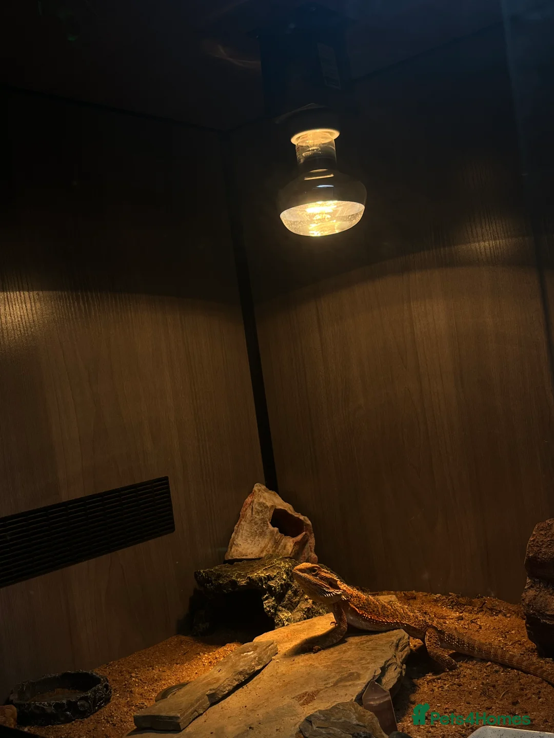 Bearded Dragon reptiles for sale: 5 month old bearded dragon  in Lampeter - Advert 2