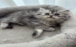Persian cats for sale: 🐾Fluffy Chinchilla Persian kittens for Sale🐾 - Image 12