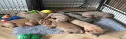 American Bully dogs for sale: American bully puppies  - Advert 23