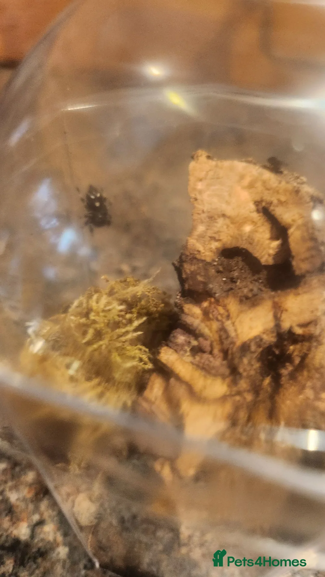 Spiders invertebrates for sale: Bahamas jumping spider  in Brigg - Advert 1