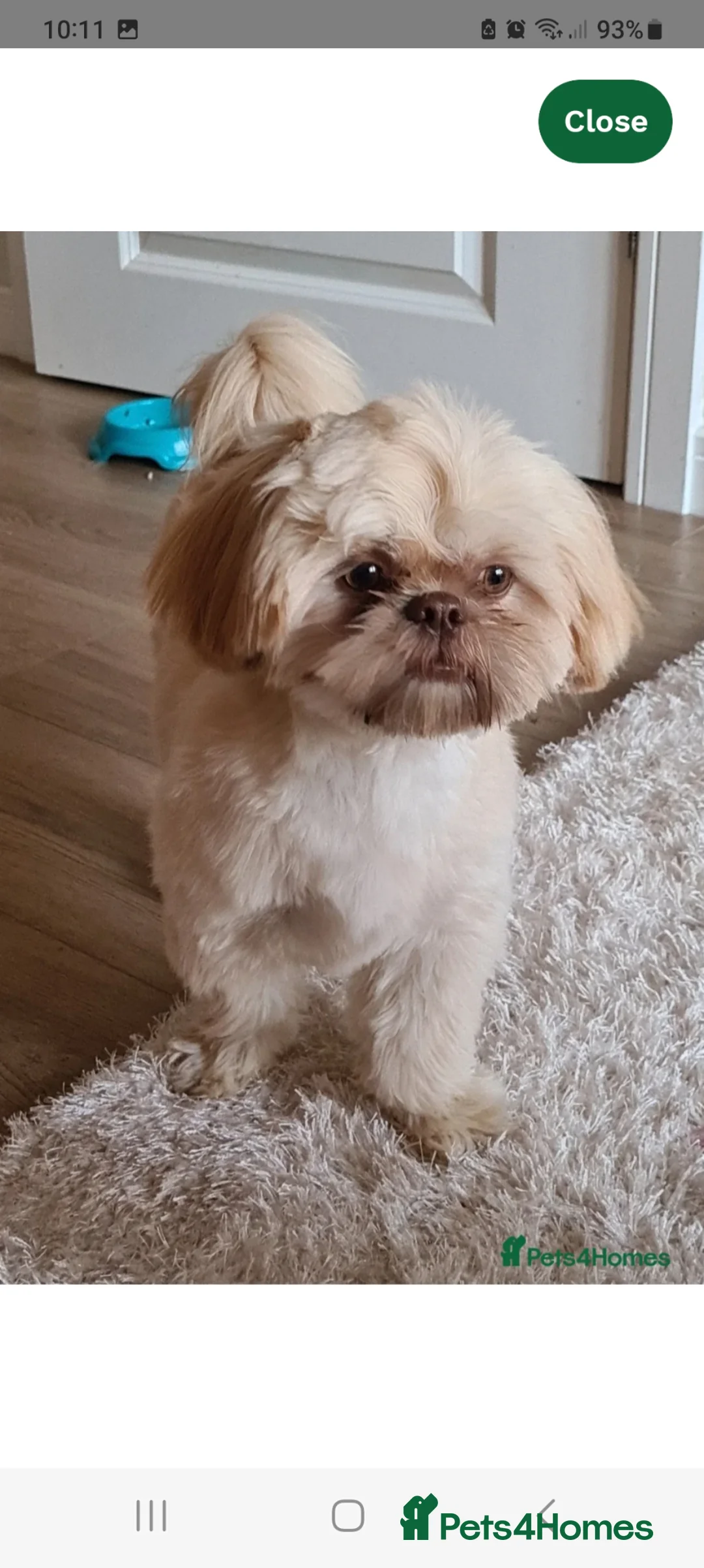 Shih Tzu dogs for sale: Beautiful shihtzu puppies 4 boys. - Advert 12