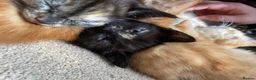 Mixed Breed cats for sale: Little best friends - Advert 22