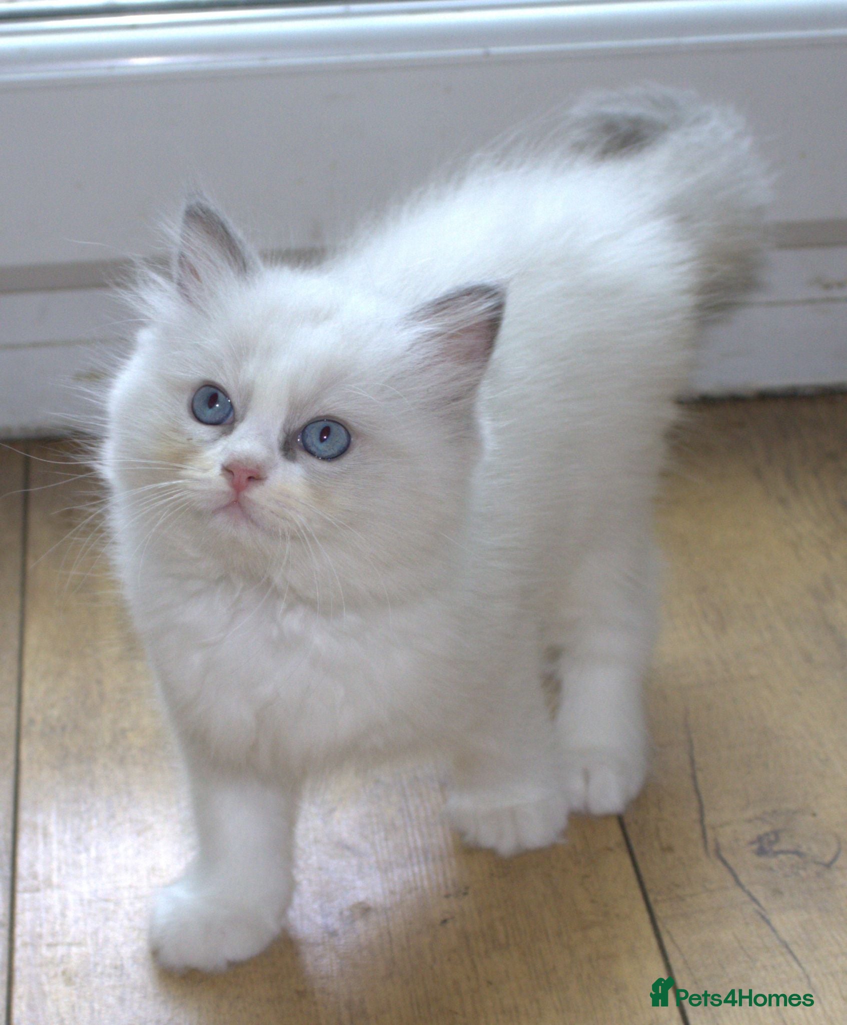 Ragdoll cats Beautiful Ragdoll kittens - Advert 1