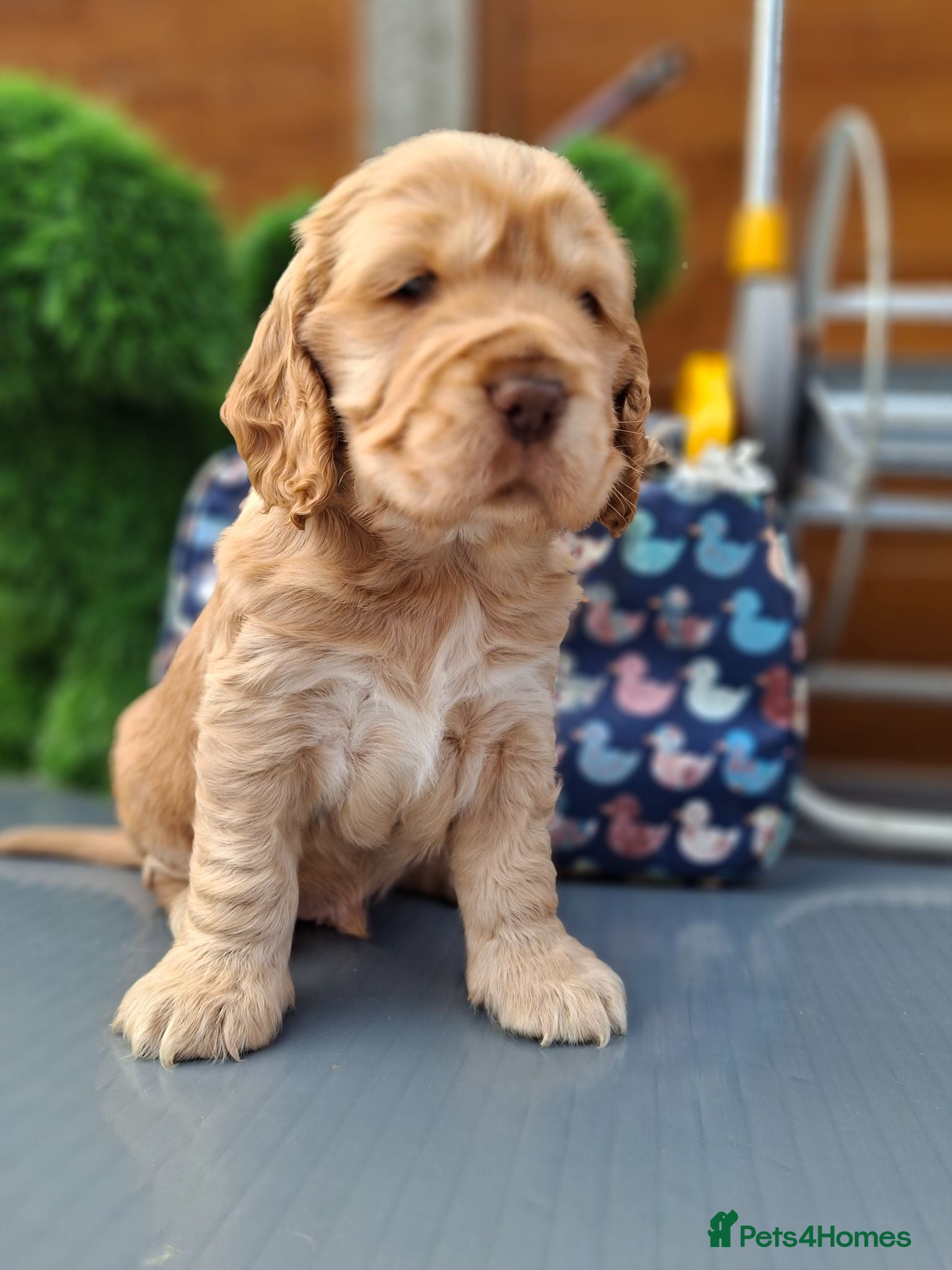 Cocker Spaniel dogs KC REG SHOW COCKER SPANIELS - Advert 3