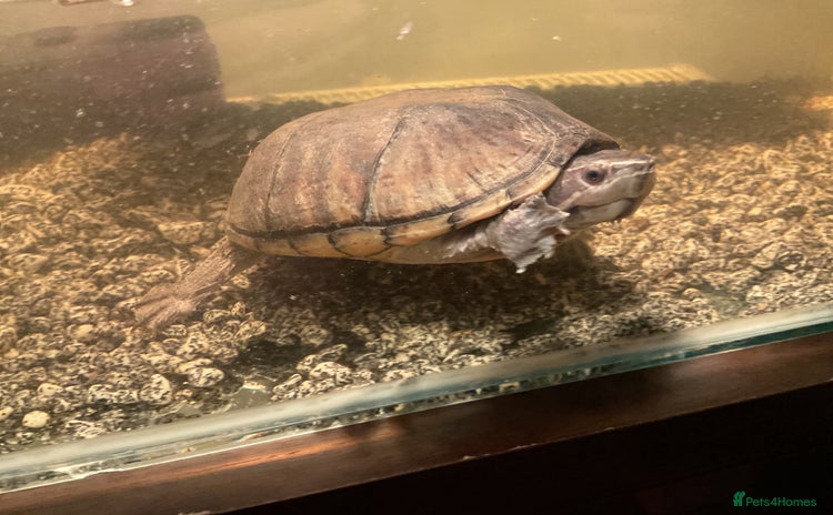 Turtle reptiles - Advert 1