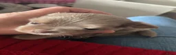 Chihuahua dogs for sale: 2 stunning long haired chihuahuas  - Advert 5