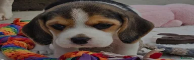Beagle 3