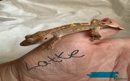 Gecko reptiles for sale: Baby crested geckos  - Image 1