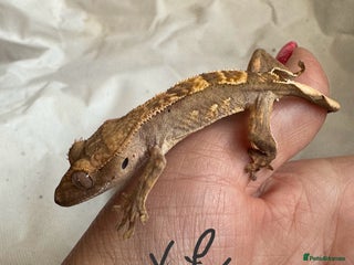 Gecko reptiles - Advert 21