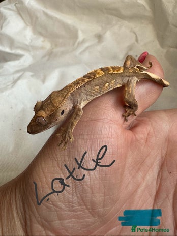 Gecko reptiles - Advert 14