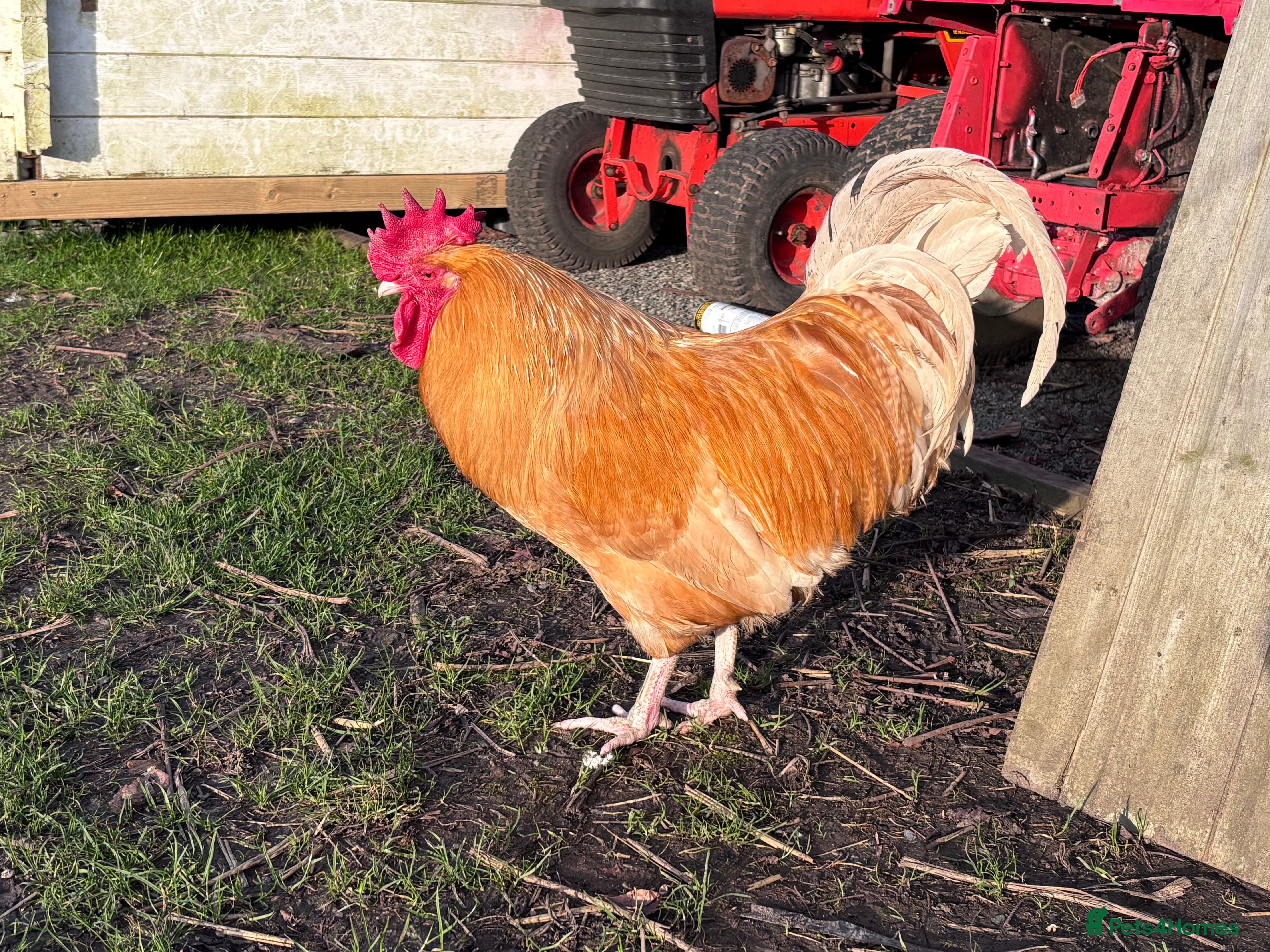 Chickens poultry  cockrell in need of a home  in Dunstable - Advert 2