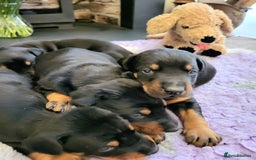 Dobermann dogs for sale: Gorgeous KC Dobermann Puppies  - Image 8