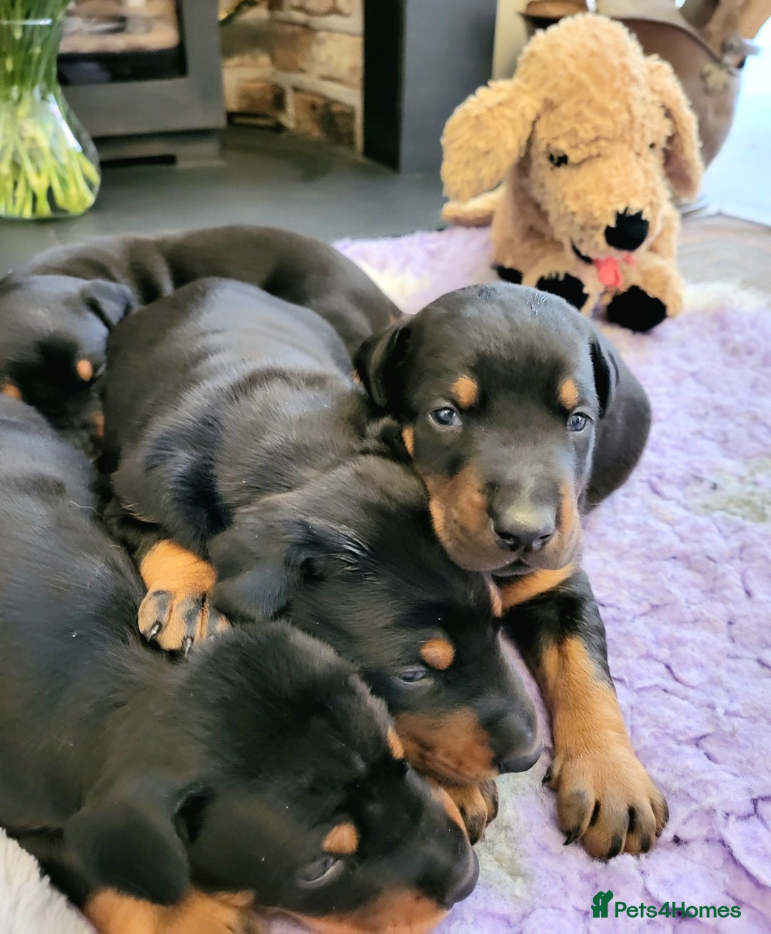 Dobermann dogs for sale: Gorgeous KC Dobermann Puppies  - Image 8