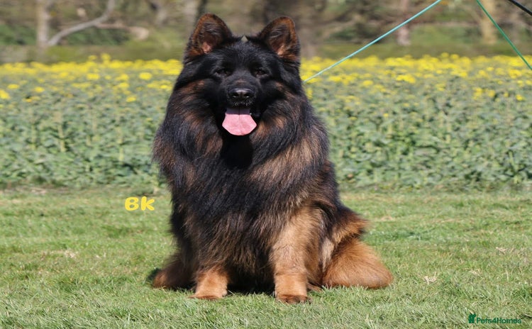 German Shepherd dogs - Advert 4