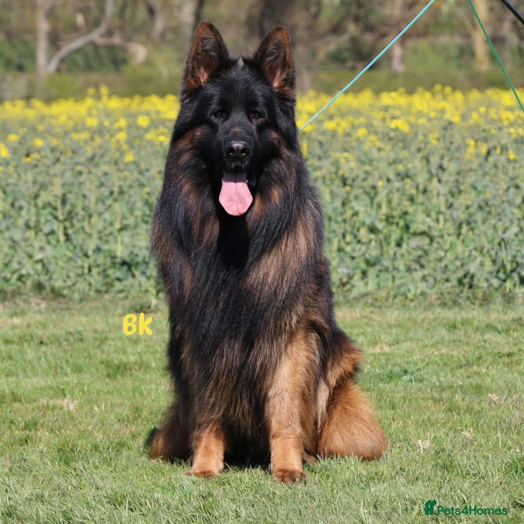 German Shepherd dogs for sale: Stunning German Shepherd Long hair puppies 🥰🔥 - Image 1