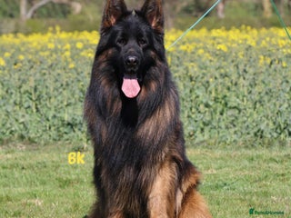German Shepherd dogs - Advert 5