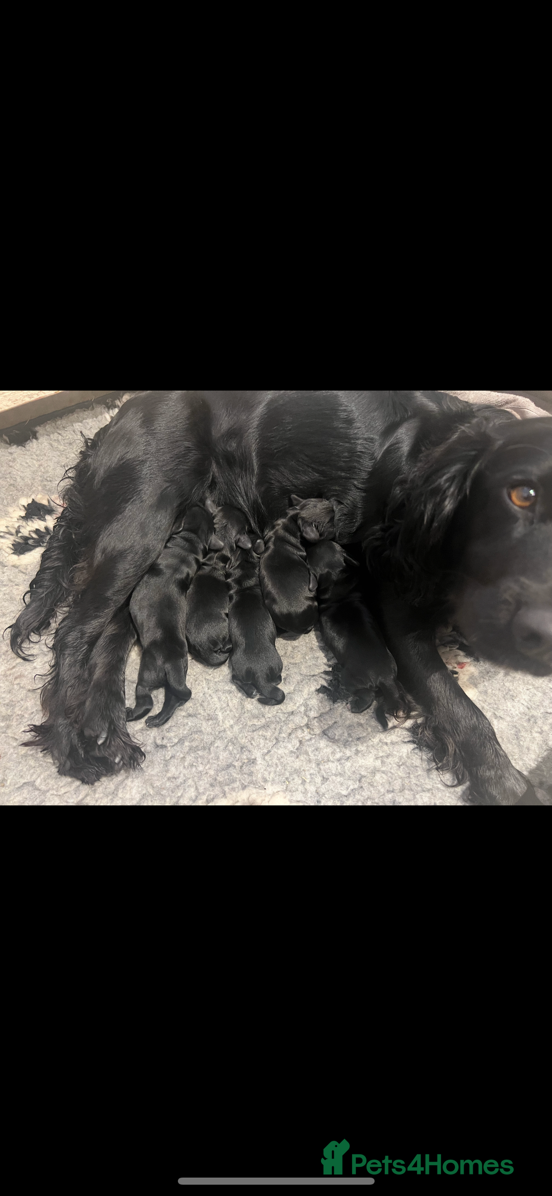 Cocker Spaniel dogs for stud: cocker spaniel for stud in Hailsham - Advert 12