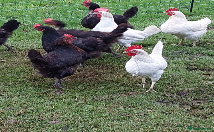 Chickens poultry - Advert 2