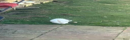 New Zealand rabbits for sale: Rabbit - New Zealand White in Inverness - Advert 1