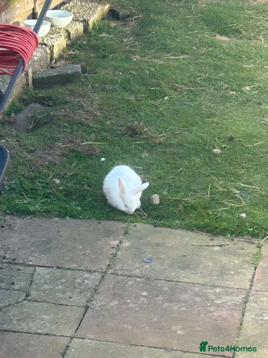 New Zealand rabbits for sale: Rabbit - New Zealand White in Inverness - Advert 1