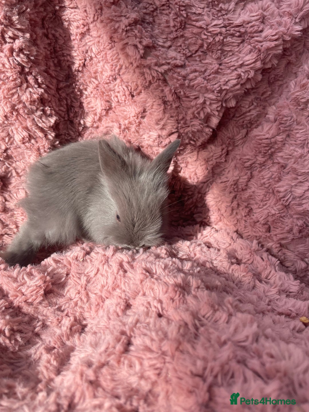 Lionhead rabbits for sale: Lionhead bunnies - Image 6