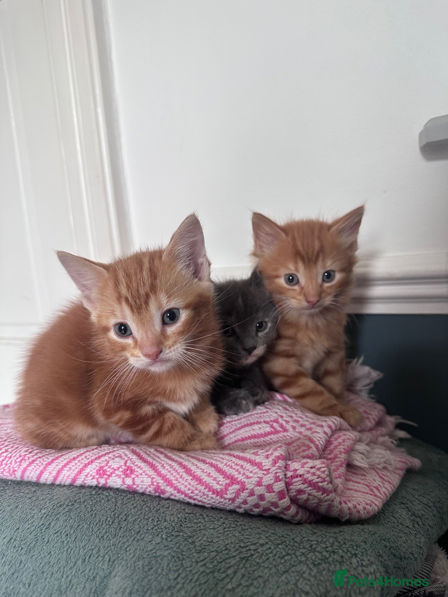 Domestic Shorthair cats 3 Adorable Kittens Looking for Their Forever Homes - Advert 4