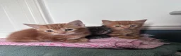 Domestic Shorthair cats for sale: 3 Adorable Kittens Looking for Their Forever Homes - Advert 1