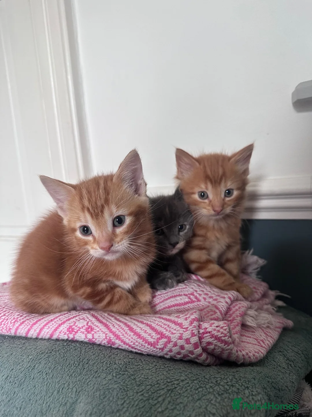 Domestic Shorthair cats for sale: 3 Adorable Kittens Looking for Their Forever Homes - Advert 1