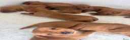 Labrador Retriever dogs for sale: STUNNING FOX RED PUPPIES - Advert 10