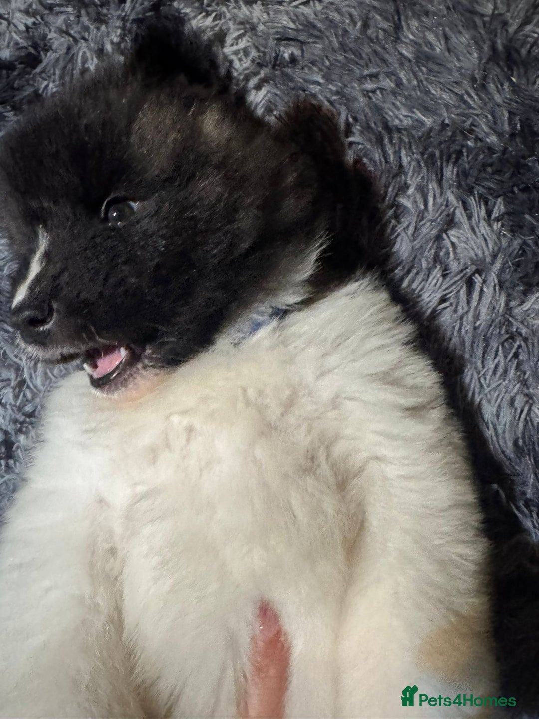 Akita dogs for sale: Bear faced American akitas puppies  - Advert 22