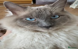 Ragdoll cats for stud: 💙 Wolfie – Blue Bicolour Ragdoll Stud - Image 4