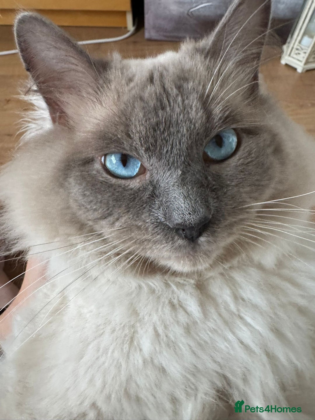 Ragdoll cats for stud: 💙 Wolfie – Blue Bicolour Ragdoll Stud - Image 4