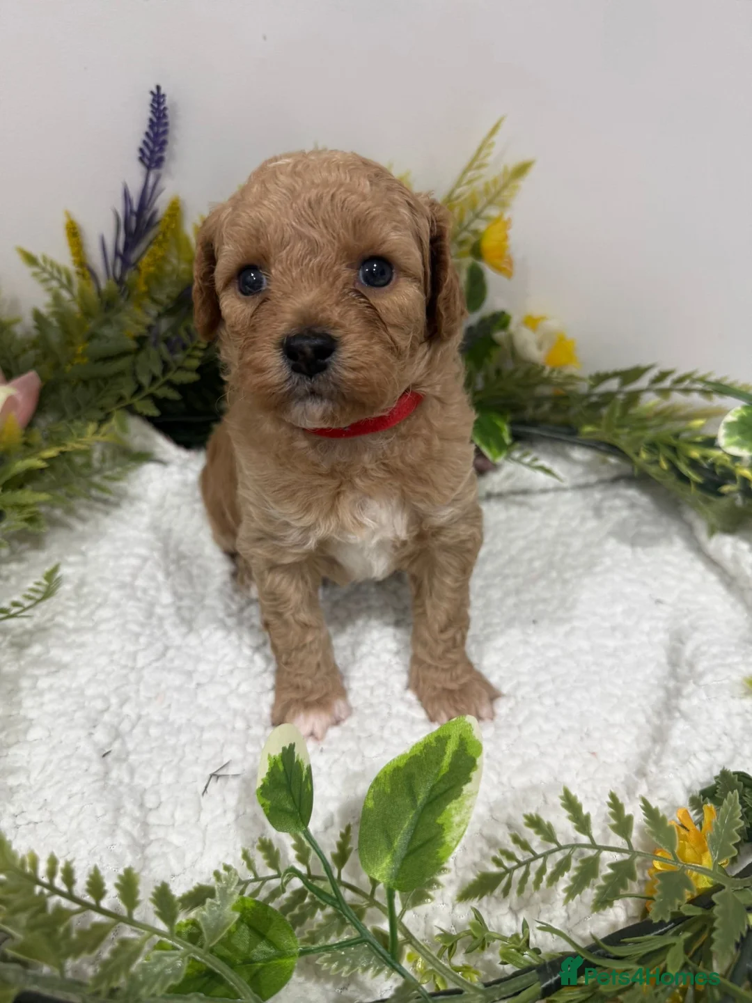 Poochon dogs for sale: 💙💙💗 adorable tiny poochon puppies 💗💙💙 - Advert 26